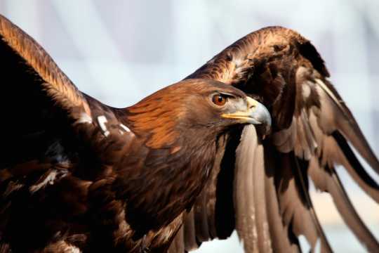 Color image of Donald, a male golden eagle and National Eagle Center ambassador, spreading his wings. Photographed by Janet Killian.