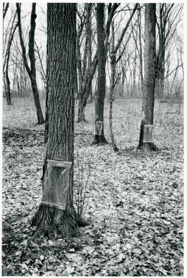 Maple trees in maple sugar camp