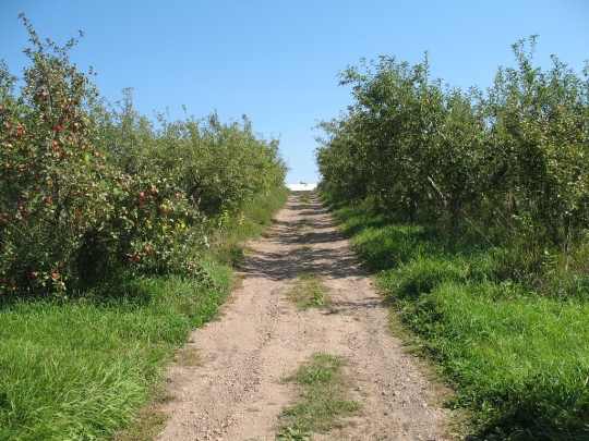 Honeycrisp apple orchard, Maple Plain