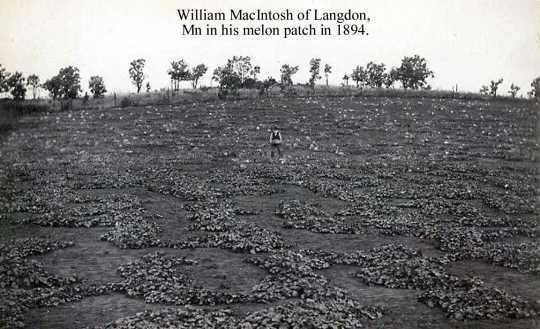 Black and white photograph of William Mackintosh, father of R. S. Mackintosh, in his melon patch, 1894. 