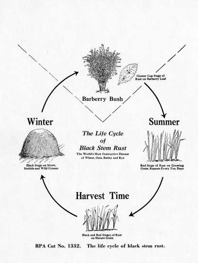 Diagram showing the different stages of black stem-rust disease—the kind that attacks the barberry bush. Date unknown.