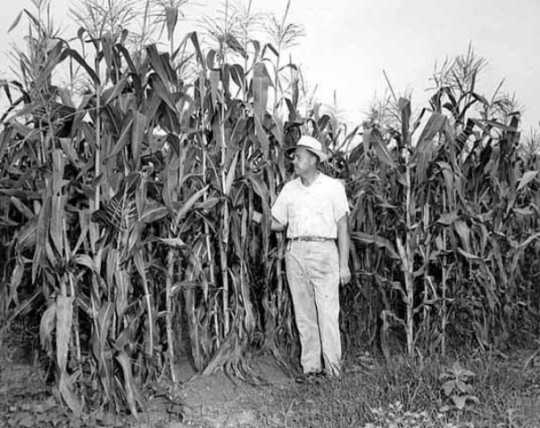 industrial agriculture corn