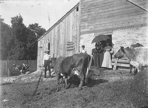 Cows in farmyard at Spangenberg farm