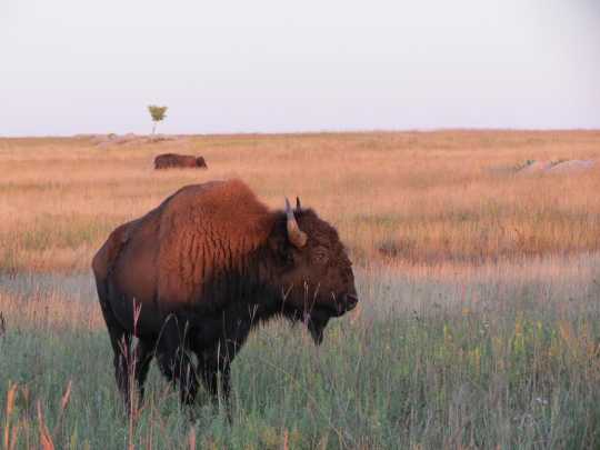 Color image of a Bison herd, 2014. From the photograph collection of the Minnesota Department of Natural Resources.