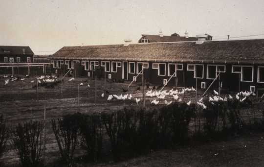 Black and white photograph of chickens outside of their coops on the NWSA campus, 1920s.