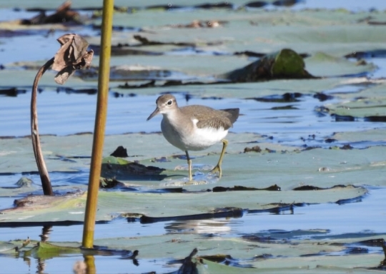 Spotted sandpiper on Lake Pepin