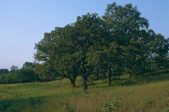 Color image of an oak savanna in summer, ca. 2010.