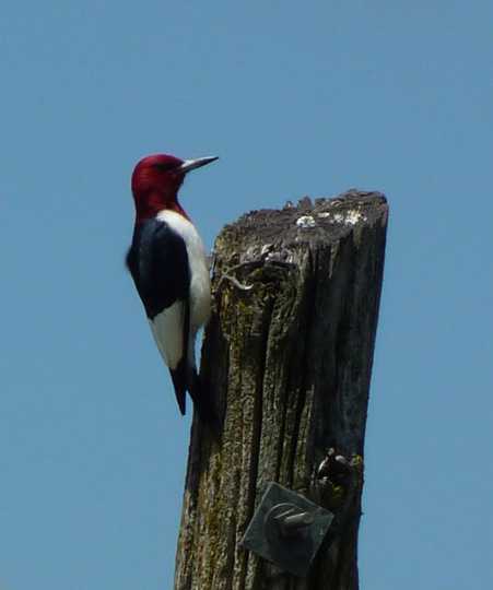 Color image of a Red-headed woodpecker, 2010.